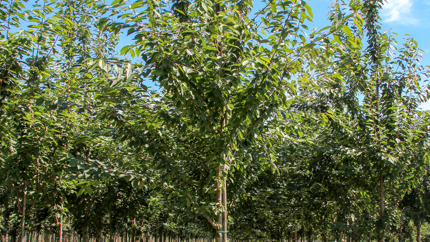 Prunus avium standard tree