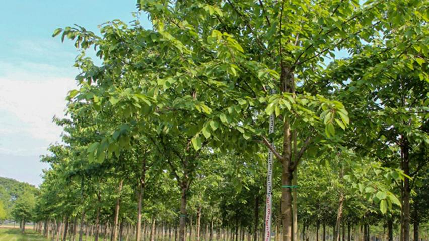 Prunus avium standard tree