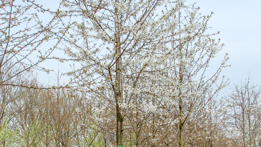 Prunus avium standard tree