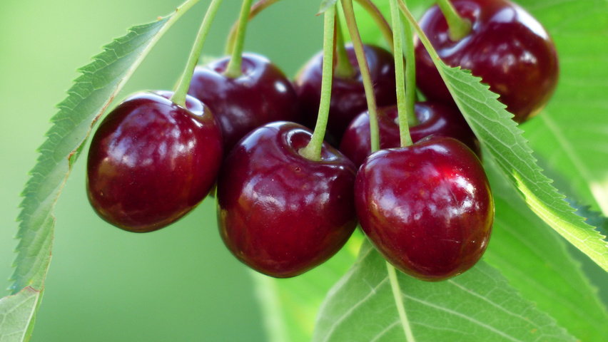 Prunus avium 'Kordia' fruits