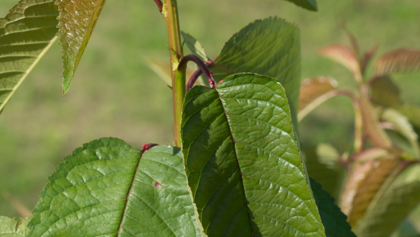 Prunus avium 'Kordia' leaves