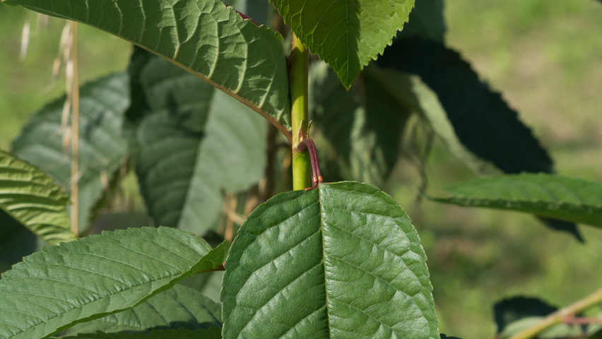 Prunus avium 'Kordia' leaves