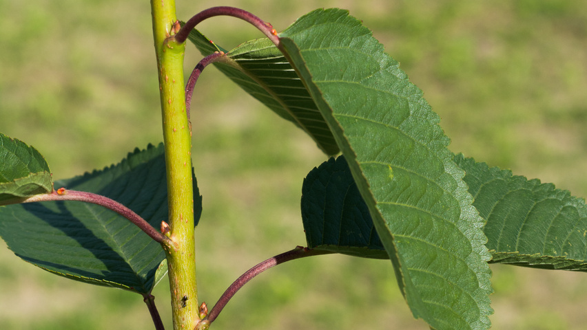 Prunus avium 'Kordia' twigs