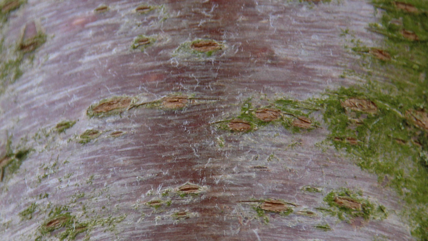 Prunus avium 'Landscape Bloom' bark