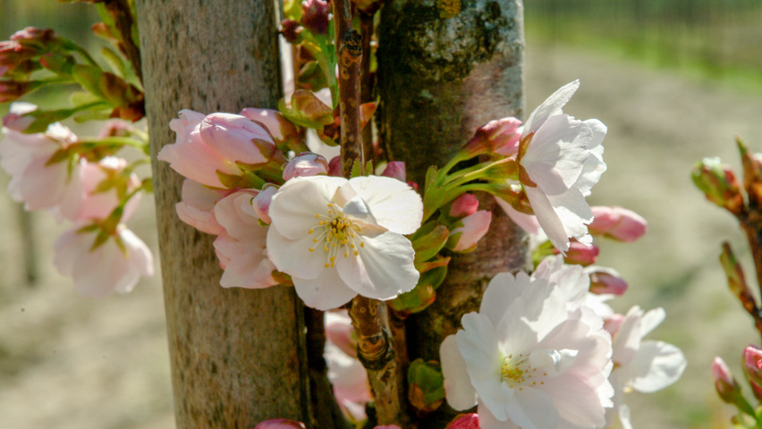 Prunus avium 'Landscape Bloom' flowers