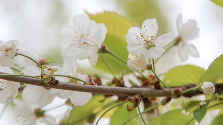 Prunus avium 'Landscape Bloom' flowers