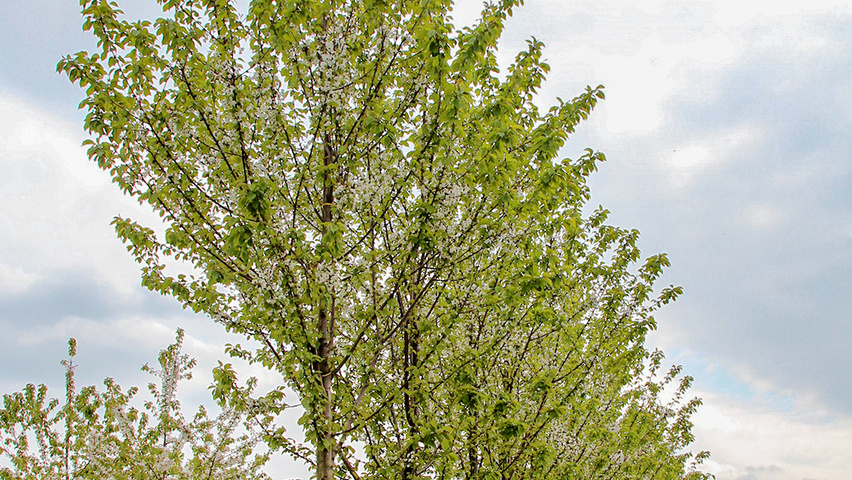Prunus avium 'Landscape Bloom' standard tree