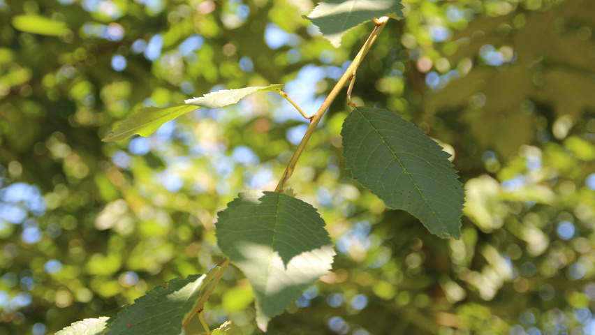 Prunus avium leaves