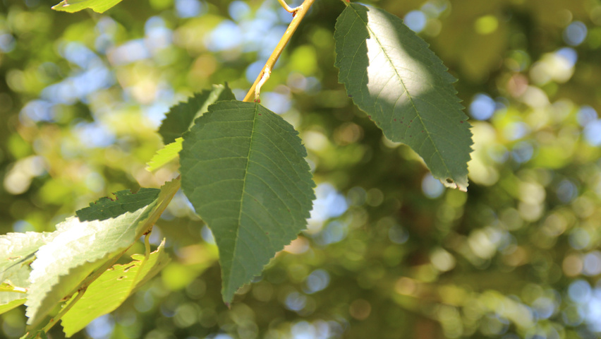 Prunus avium leaves