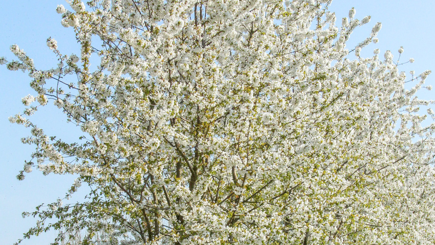 Prunus avium multi-stem