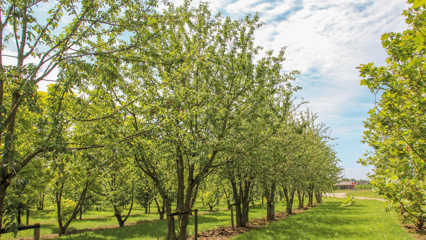 Prunus avium multi-stem umbrella