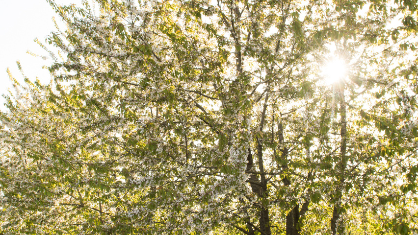 Prunus avium multi-stem umbrella