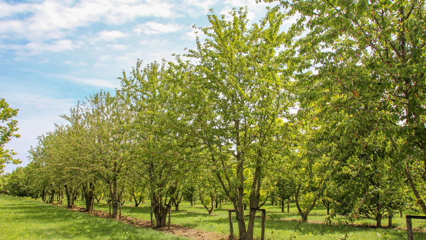 Prunus avium multi-stem umbrella