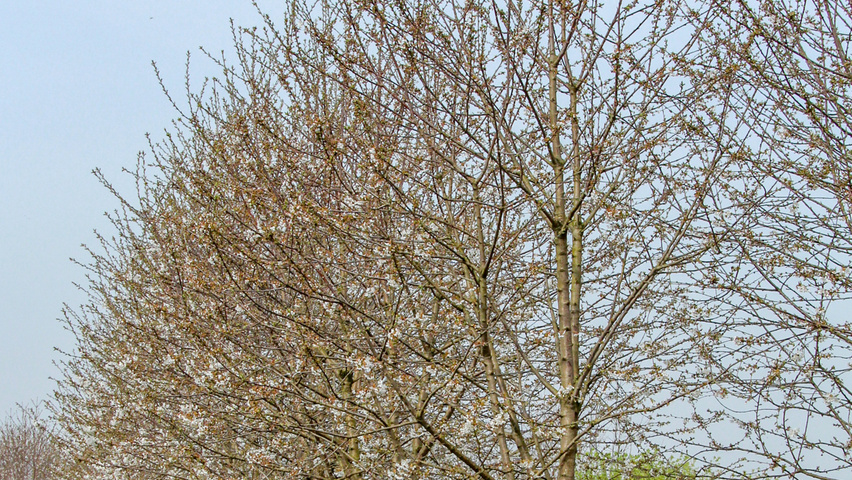 Prunus avium multi-stem umbrella