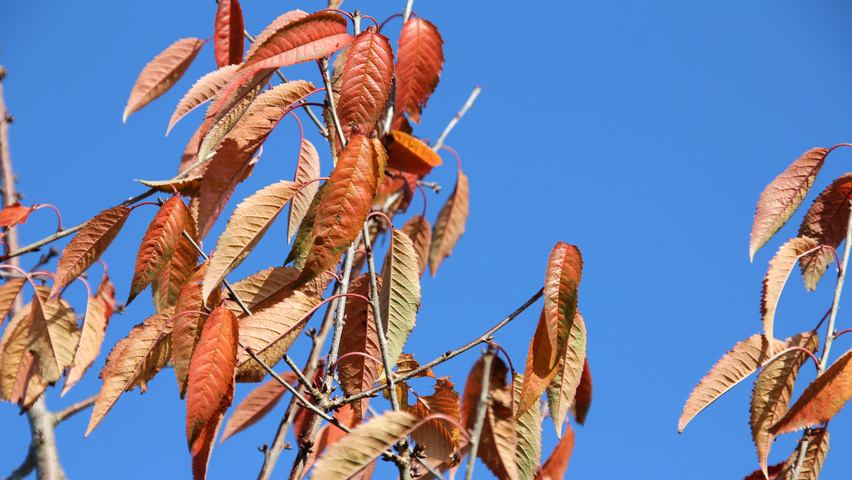 Prunus avium 'Plena' осенняя  листьев