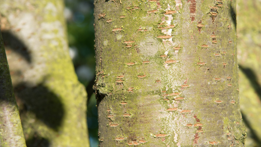 Prunus avium 'Plena' кора