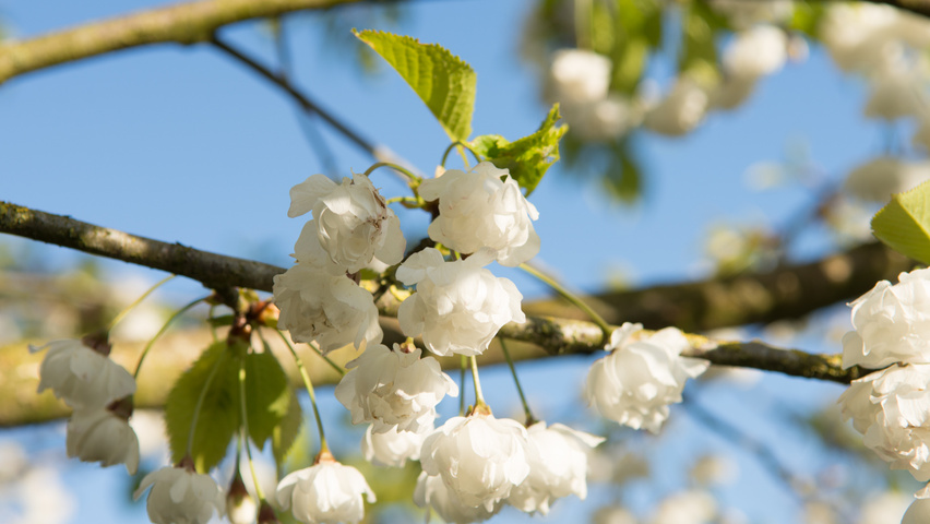 Prunus avium 'Plena' цветки