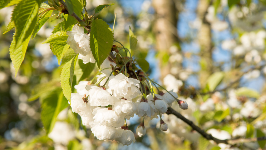Prunus avium 'Plena' цветки