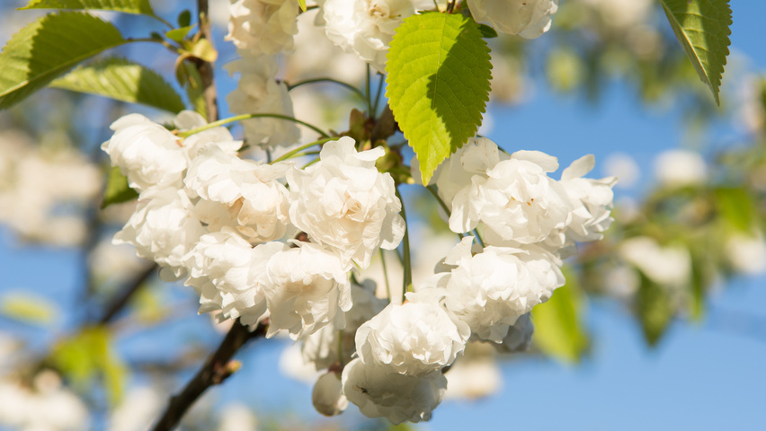 Prunus avium 'Plena' цветки