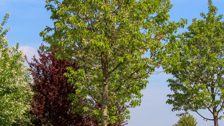 Prunus avium 'Plena' Деревья с высоким стволом (стандарт)