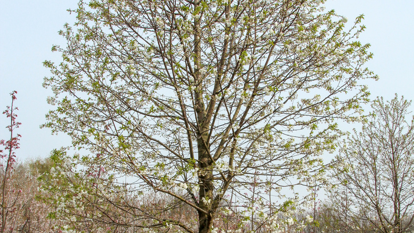 Prunus avium 'Plena' Деревья с высоким стволом (стандарт)