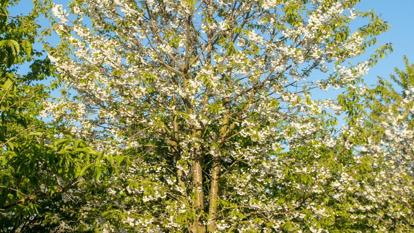 Prunus avium 'Plena' Деревья с высоким стволом (стандарт)