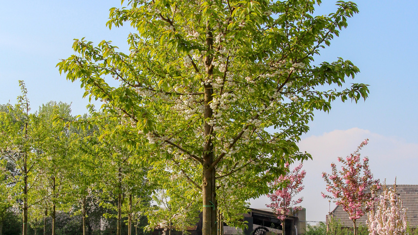 Prunus avium 'Plena' Деревья с высоким стволом (стандарт)