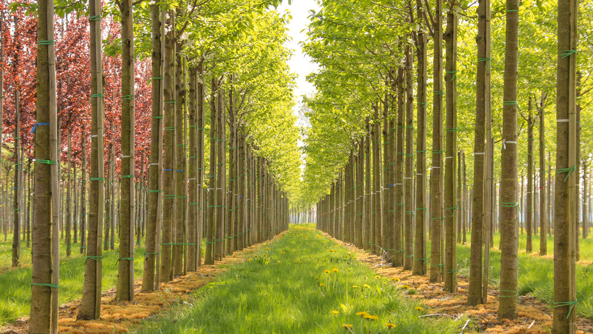 Prunus avium 'Plena' Деревья с высоким стволом (стандарт)