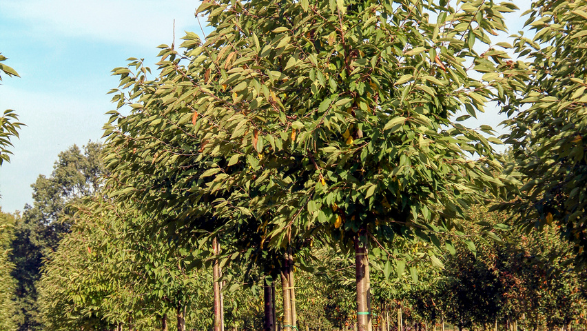 Prunus avium 'Plena' Деревья с высоким стволом (стандарт)