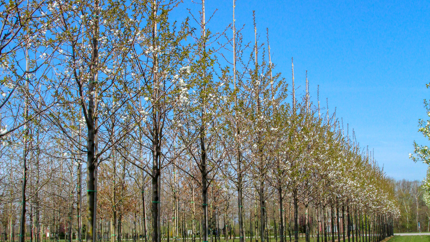 Prunus avium 'Plena' Деревья с высоким стволом (стандарт)