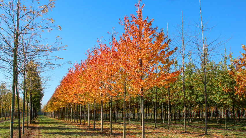 Prunus avium 'Plena' Деревья с высоким стволом (стандарт)