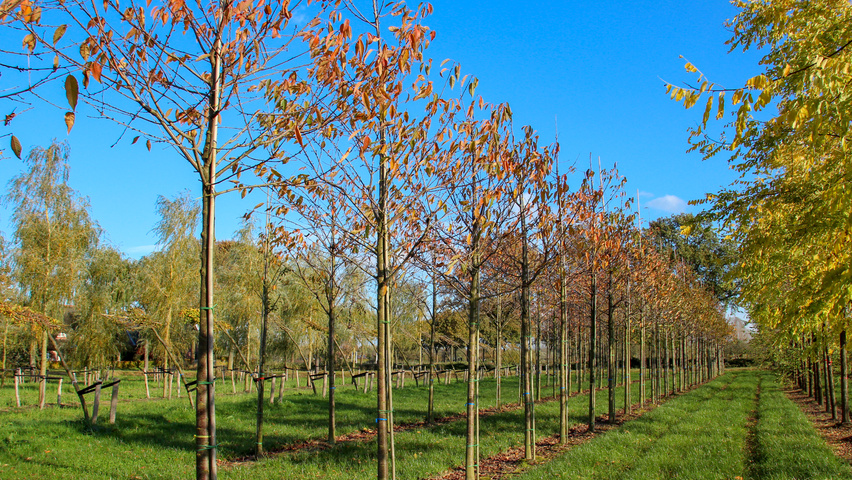 Prunus avium 'Plena' Деревья с высоким стволом (стандарт)