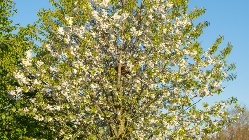 Prunus avium 'Plena' Деревья с высоким стволом (стандарт)