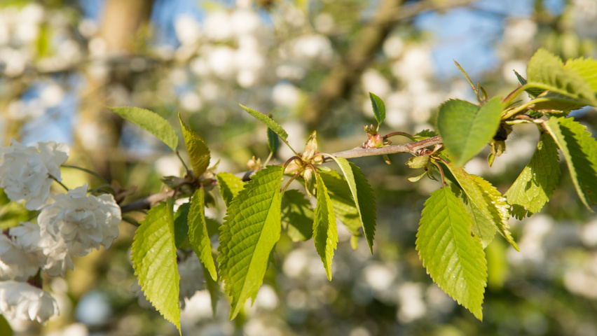 Prunus avium 'Plena' листья