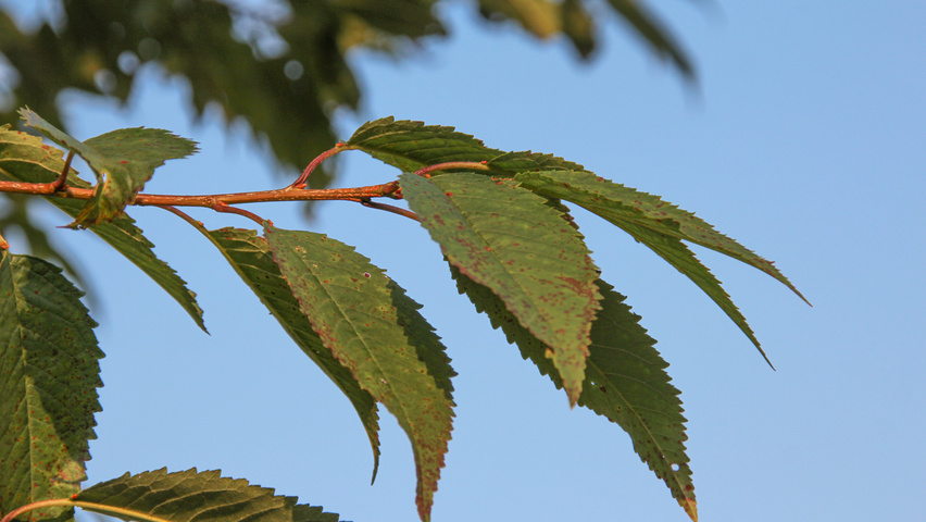 Prunus avium 'Plena' листья