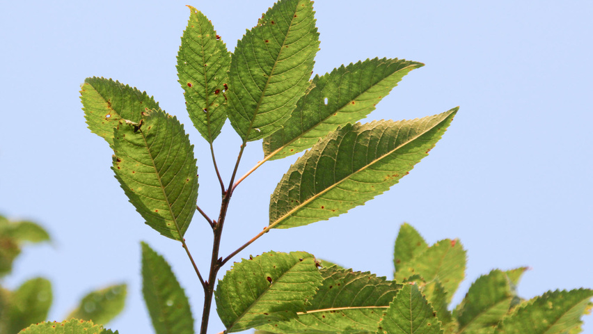Prunus avium 'Plena' листья