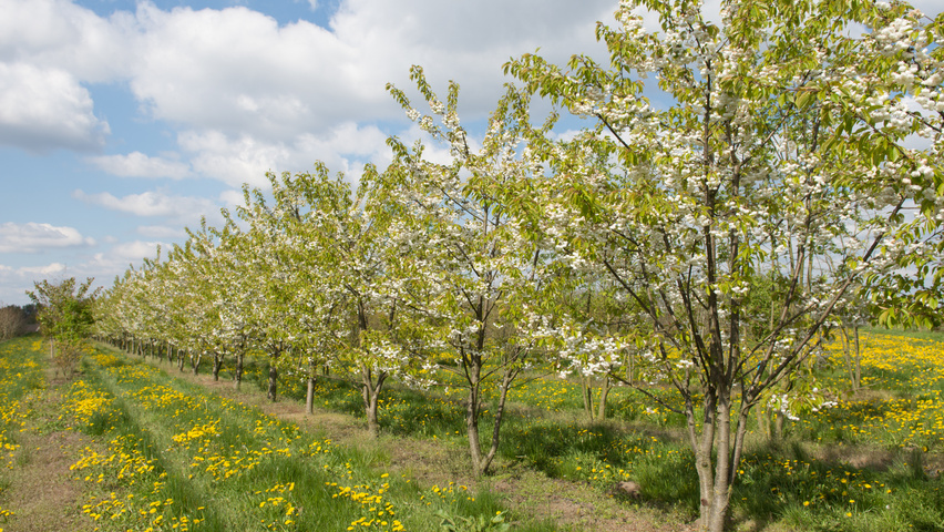 Prunus avium 'Plena' Многоствольные деревья