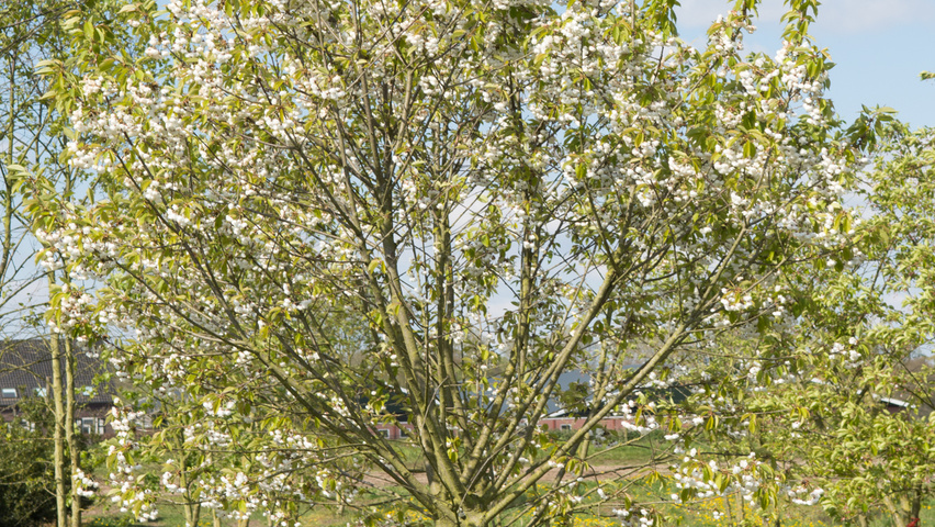 Prunus avium 'Plena' Многоствольные деревья