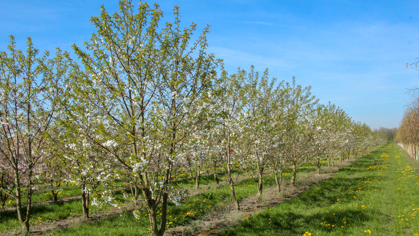 Prunus avium 'Plena' Многоствольные деревья
