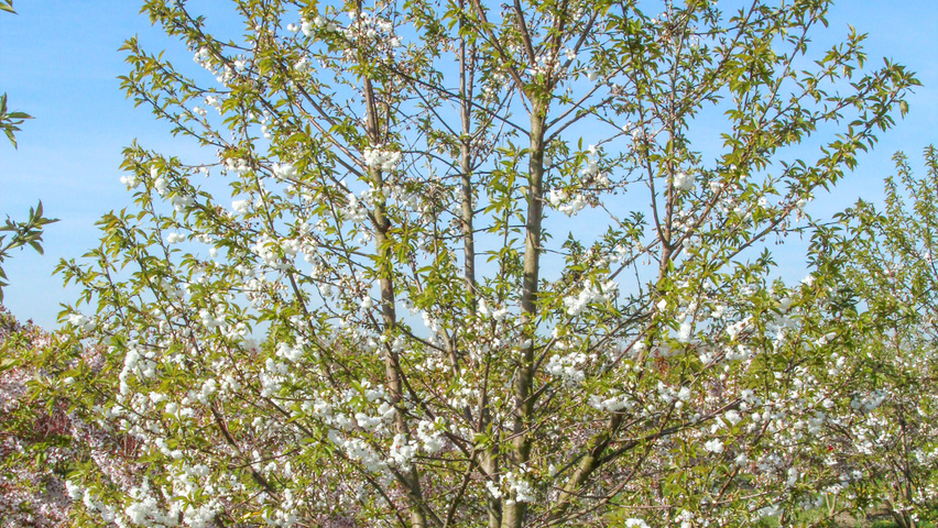 Prunus avium 'Plena' Многоствольные деревья