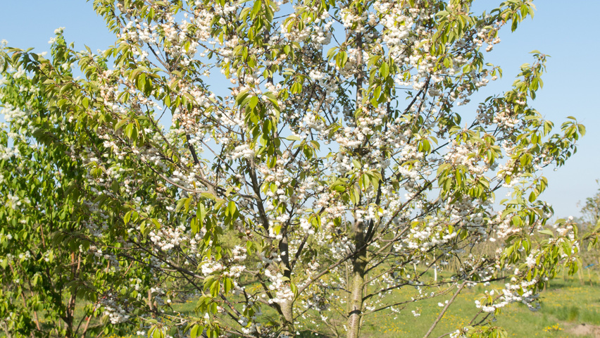 Prunus avium 'Plena' Многоствольные деревья