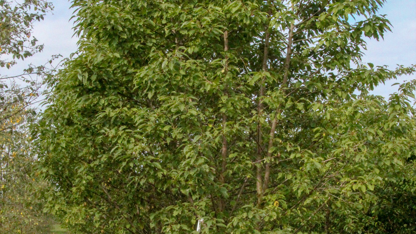 Prunus avium 'Plena' Многоствольные деревья