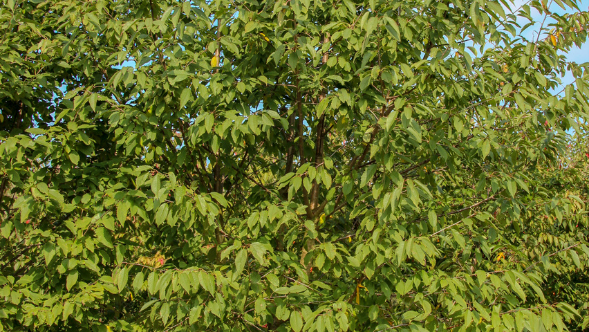 Prunus avium 'Plena' Многоствольные деревья