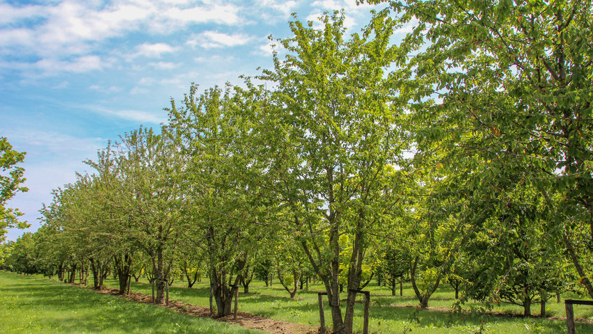 Prunus avium 'Plena' Многоствольные деревья