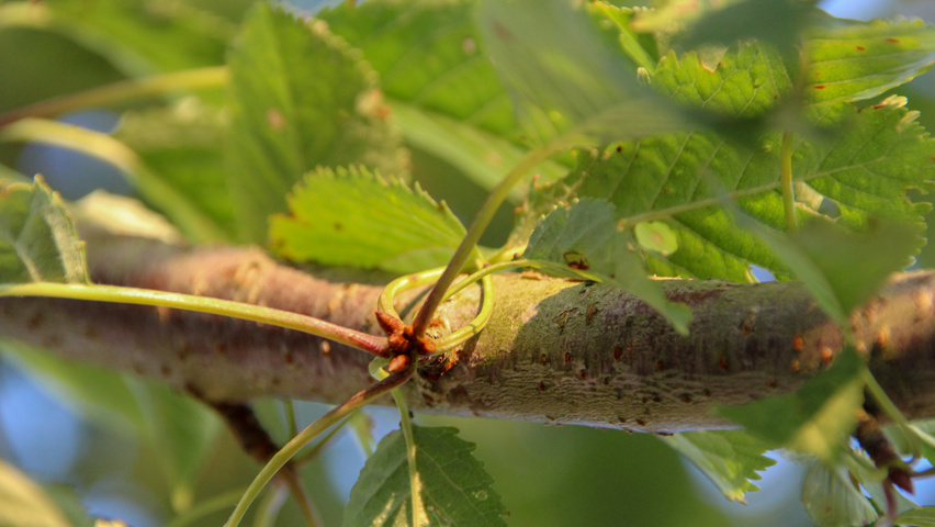 Prunus avium 'Plena' ветви