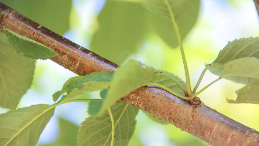 Prunus avium twigs