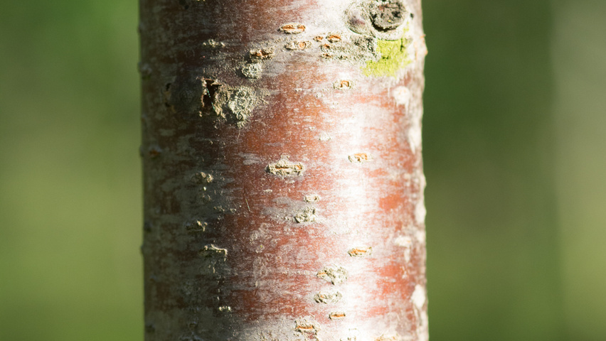 Prunus avium 'Udense Spaanse' bast