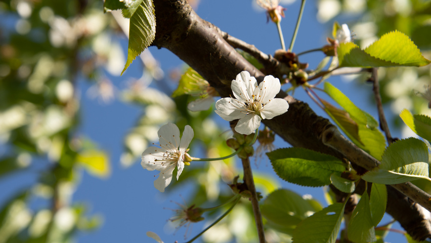 Prunus avium 'Udense Spaanse' bloem