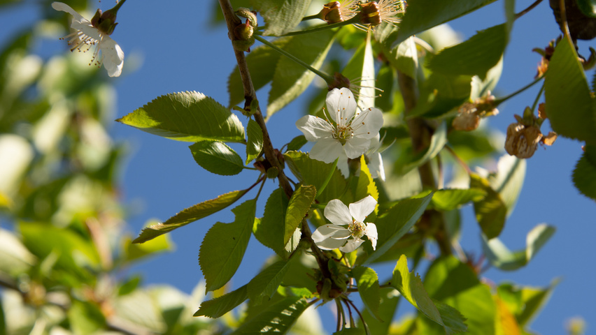 Prunus avium 'Udense Spaanse' bloem