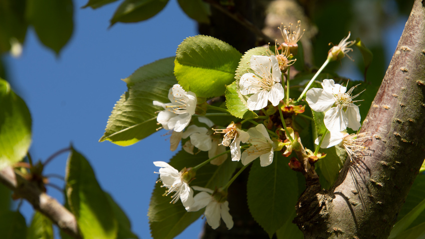 Prunus avium 'Udense Spaanse' bloem
